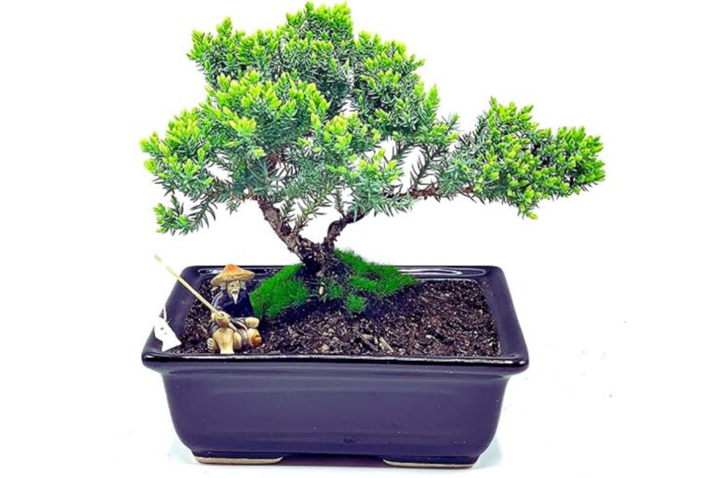 Live Dwarf Juniper Bonsai Tree - 14 Year Anniversary Gift for Wife