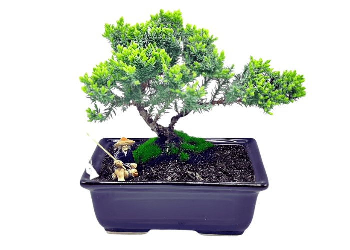 Live Dwarf Juniper Bonsai Tree